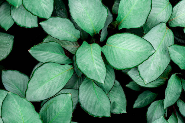 istock closeup nature view of green leaf texture 1214944316