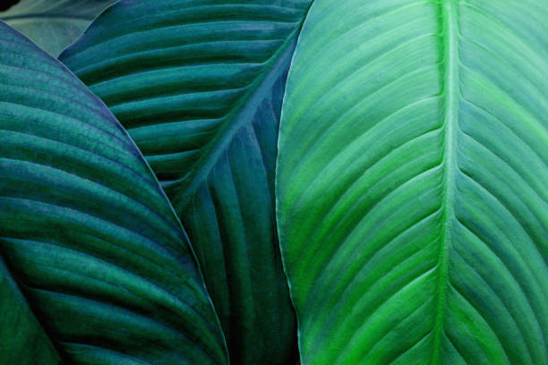 istock abstract green leaves texture, nature background 1214944319