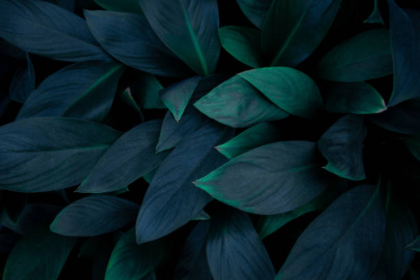istock closeup nature view of green leaf texture 1214945353