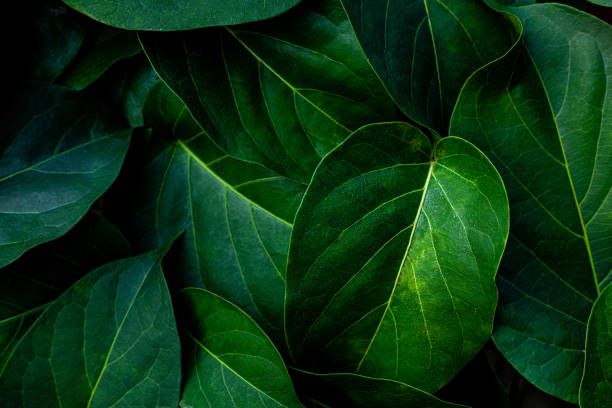 istock closeup nature view of green leaf texture 1214945558