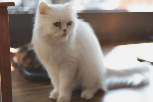 Photo of Little cute white cat sitting in home