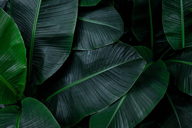 istock tropical banana leaf texture in garden 1214945609