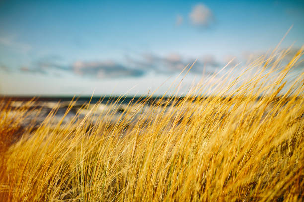 Grass reeds at the beach