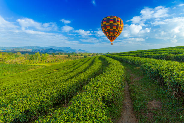 dağ arka plan ile çay plantasyon üzerinde renk sıcak hava balonu - china balloon stok fotoğraflar ve resimler