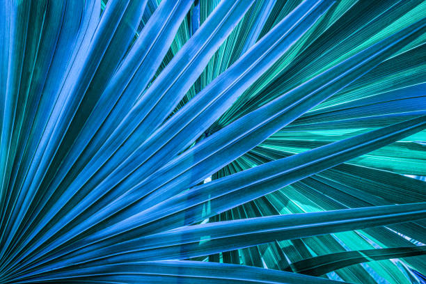 abstract palm leaf textures on dark blue tone stock photo
