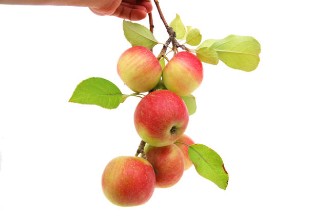 istock Red apple fruits isolated whtie 1214946897
