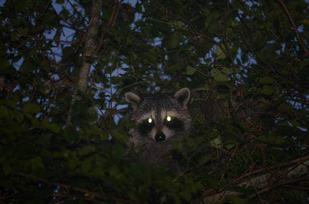 Racoon A Racoon in Barataria Preserve, Louisiana neta degany stock pictures, royalty-free photos & images