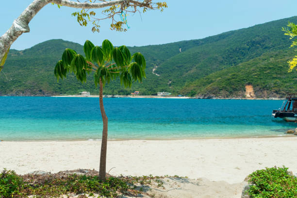 istock Little palm tree with green leaves on the beach and mountain 1214948076
