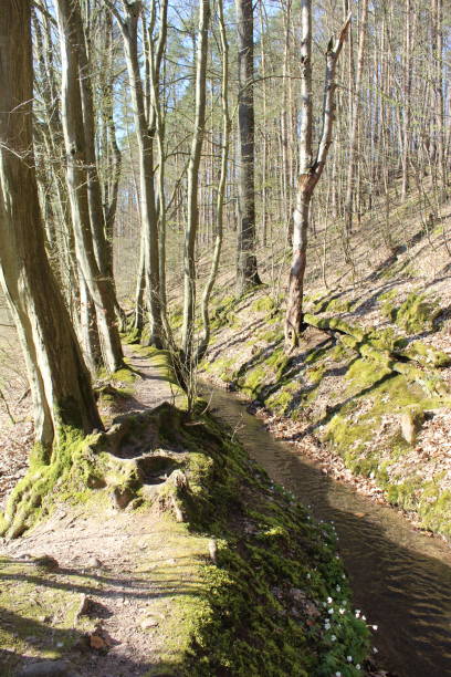 istock Spessart forest hiking trail 