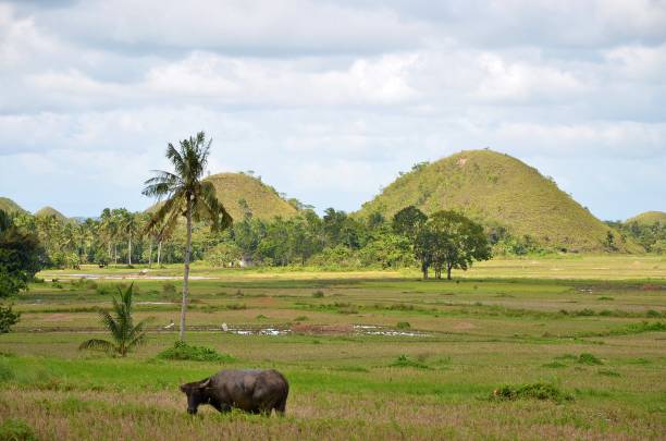 colline di cioccolato nel paesaggio rurale a bohol island filippine - bohol foto e immagini stock