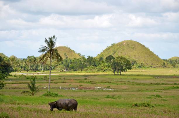 Chocolate hills in rural landscape at Bohol Island Philippines Famous round chocolate hills, agriculture land with asisan water buffalo chocolate hills photos stock pictures, royalty-free photos & images