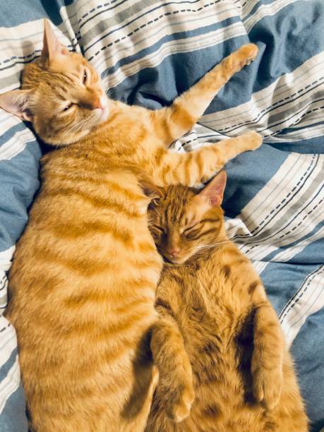 istock Sweet sleepy cats 1214949349