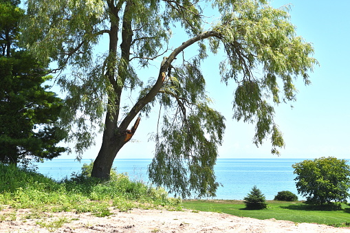 Locust tree by Lake Michigan in the summer.
