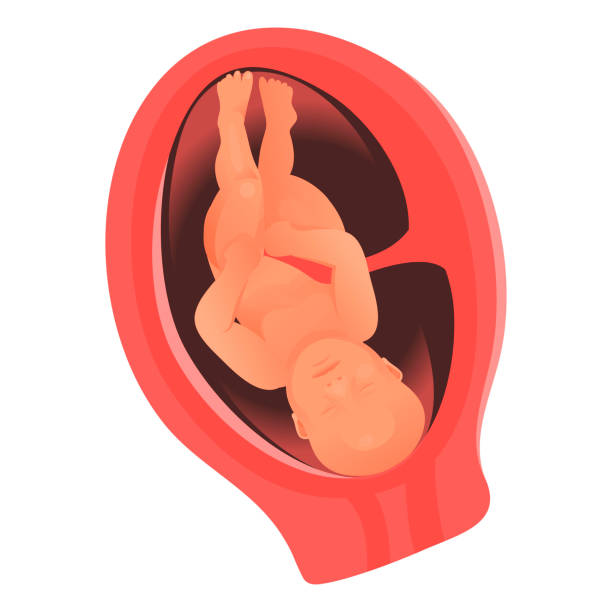 illustrazioni stock, clip art, cartoni animati e icone di tendenza di sistema umano di sviluppo, salute e riproduzione medica degli embrioni - human sperm pregnancy test artificial insemination human pregnancy