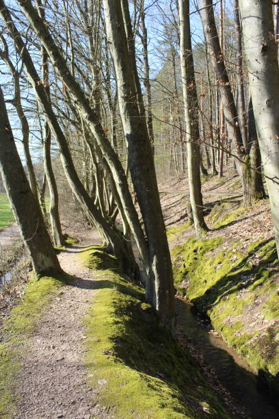 istock Hiking at Spessart, Germany 1214952254