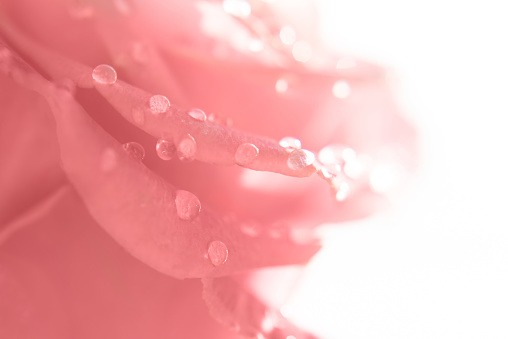 Raindrops on a beautiful pink rose, macro.
