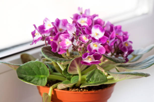 Potted Saintpaulia violet pot flower on window still on sunny light. African senpolia houseplant. Potted Saintpaulia violet pot flower on window still on sunny light. African senpolia houseplant. Selective soft focus. african violet stock pictures, royalty-free photos & images