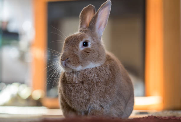 istock Beautiful Rufus rabbit poses indoors with warm back light 1214953289