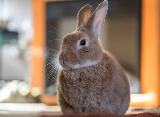 istock Beautiful Rufus rabbit poses indoors with warm back light 1214953290
