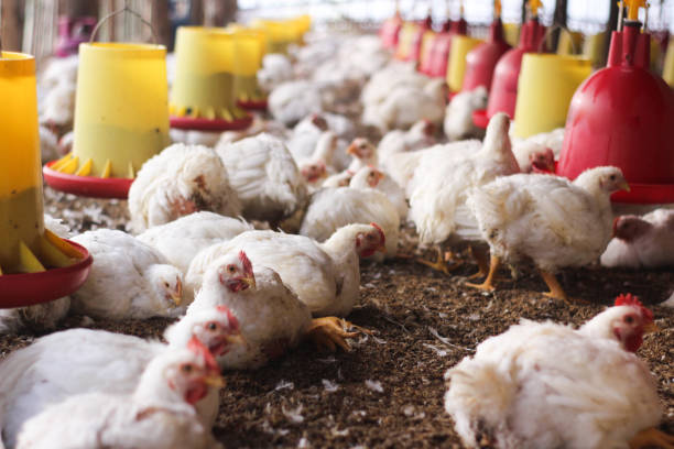 istock Farm for growing broiler chickens 1214956534