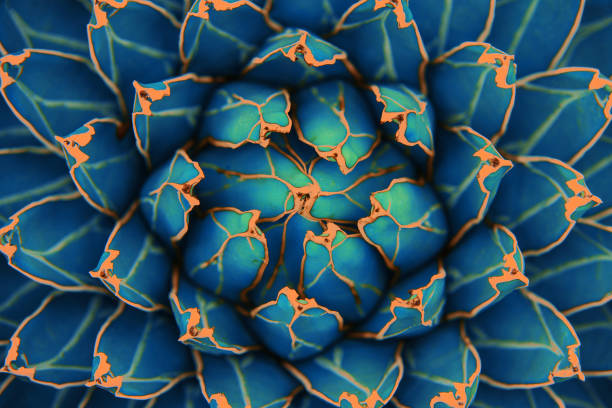 green leaves for background and wallpaper closeup agave cactus, abstract natural pattern background and textures, dark blue toned thorn photos stock pictures, royalty-free photos & images