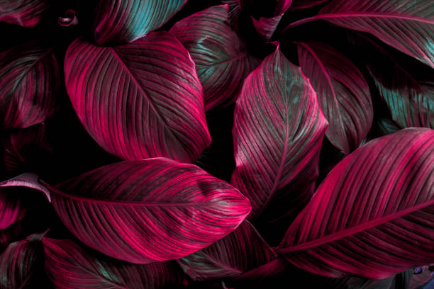 istock green leaves for background and wallpaper 1214956901