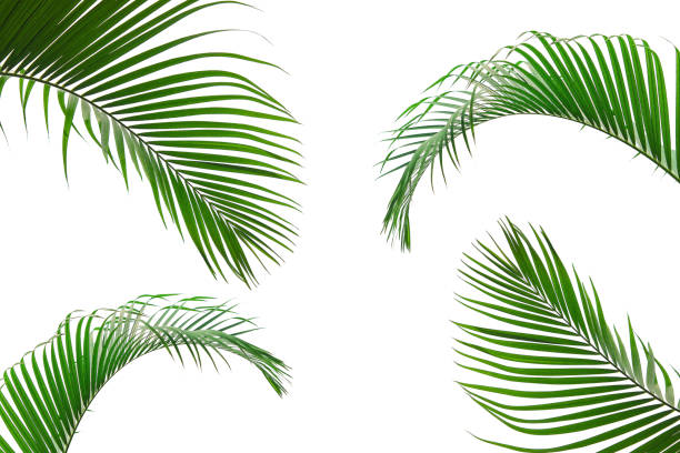 istock green leaves for background and wallpaper 1214956903