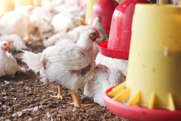 istock Farm for growing broiler chickens 1214957538