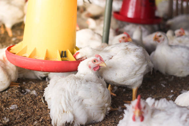 istock Farm for growing broiler chickens 1214957639