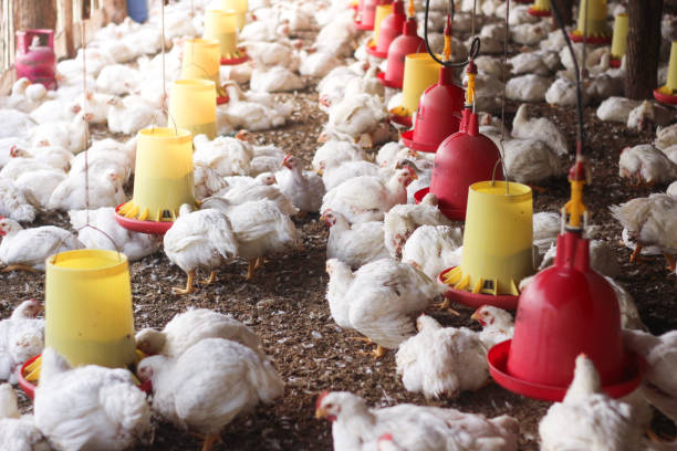 istock Farm for growing broiler chickens 1214957701