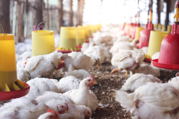istock Farm for growing broiler chickens 1214957814