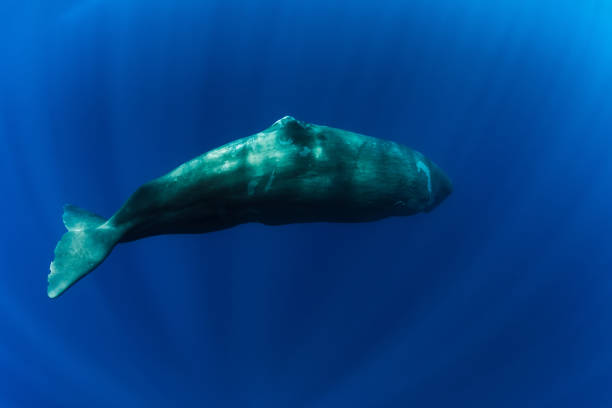 istock Sperm whale in deep blue ocean, Mauritius. 1214958163
