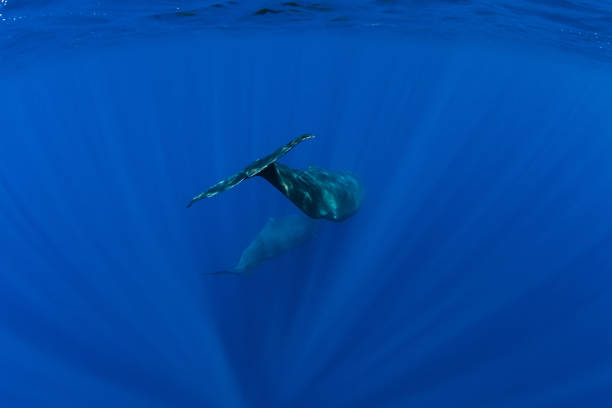 istock Sperm whale in deep blue ocean, Mauritius. 1214958182