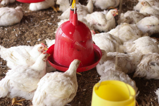 istock Farm for growing broiler chickens 1214958251