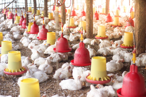 istock Farm for growing broiler chickens 1214958309