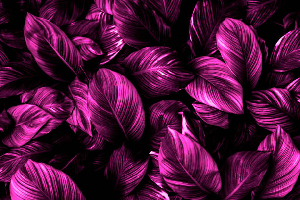 istock green leaves for background and wallpaper 1214958373