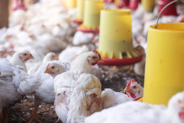 istock Farm for growing broiler chickens 1214959070