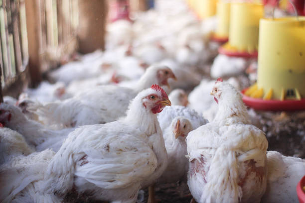 istock Farm for growing broiler chickens 1214959681