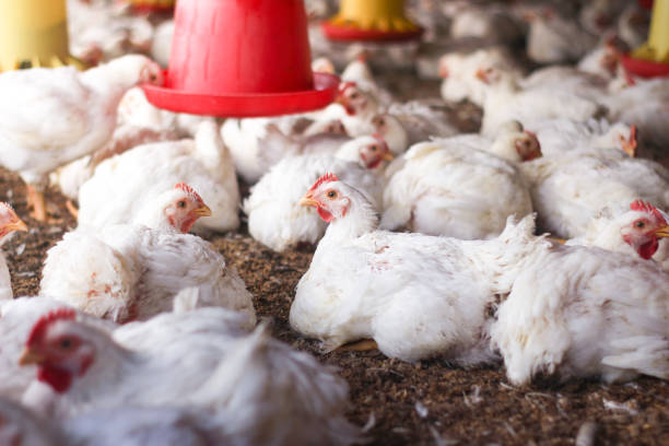 istock Farm for growing broiler chickens 1214959948