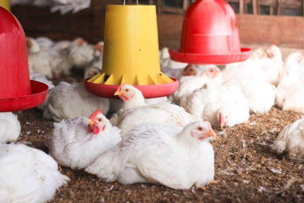 istock Farm for growing broiler chickens 1214960632