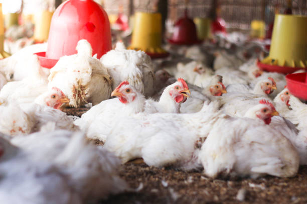 istock Farm for growing broiler chickens 1214960679