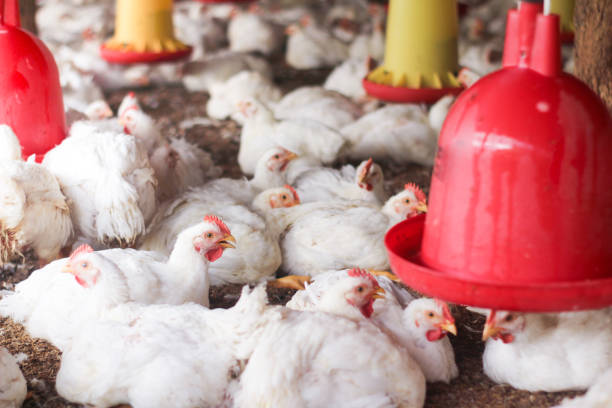 istock Farm for growing broiler chickens 1214960694