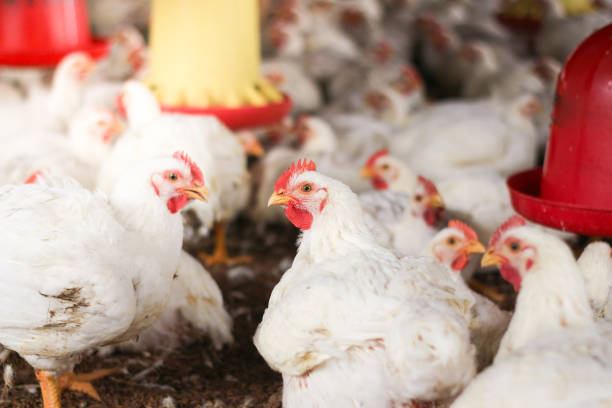 istock Farm for growing broiler chickens 1214960783