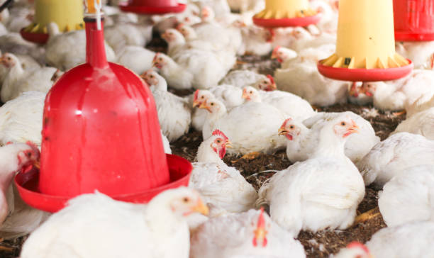 istock Farm for growing broiler chickens 1214960846