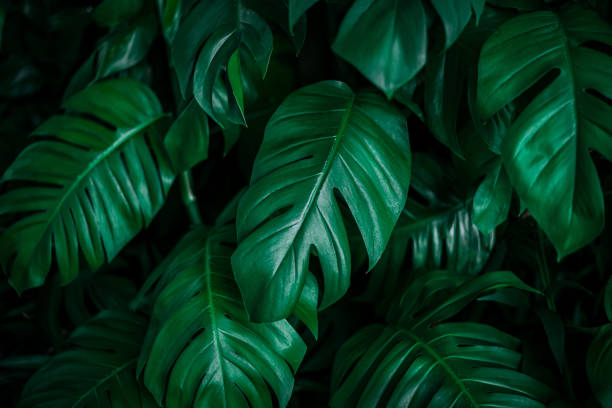 istock green leaf texture, dark green foliage nature background, tropical leaf 1214960997