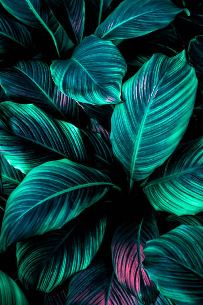 istock green leaf texture, dark green foliage nature background, tropical leaf 1214961055
