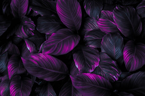 istock green leaf texture, dark green foliage nature background, tropical leaf 1214961103
