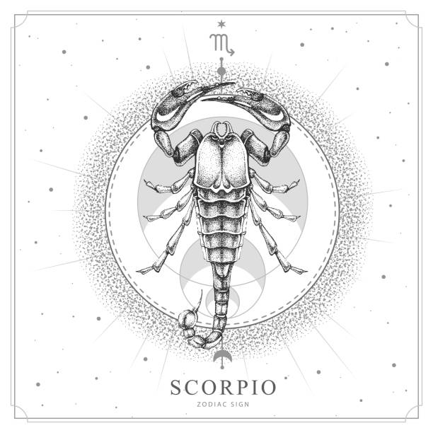 ilustrações, clipart, desenhos animados e ícones de carta de bruxaria mágica moderna com astrologia signo do zodíaco de escorpião. ilustração realista de desenho de escorpião - scorpio