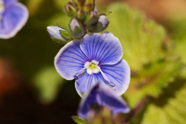 istock Birdeye speedwell flower macro portrait 1214961150