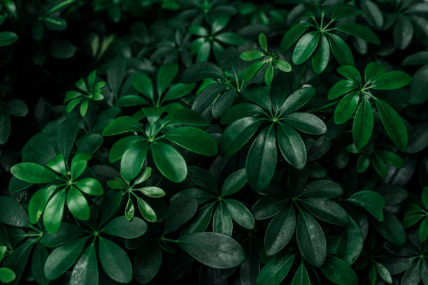 istock green leaf texture, dark green foliage nature background, tropical leaf 1214961152